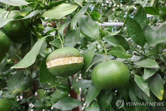 제주 레드향 열과