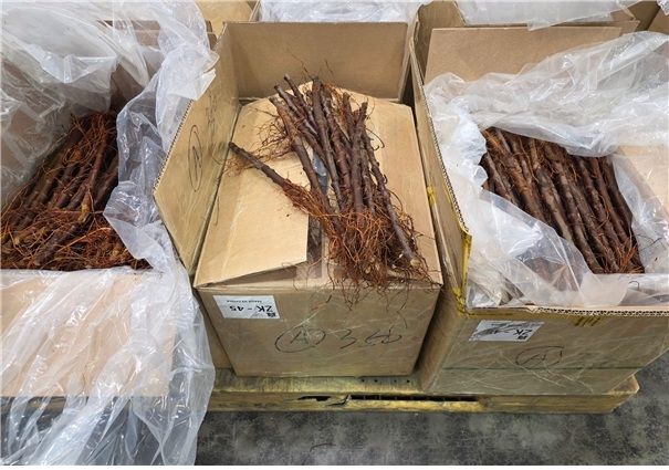 압수된 사과묘목