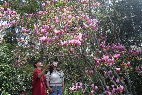 자목련 아래 거니는 천리포수목원 탐방객