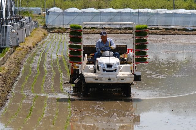 [픽! 영동] 바빠진 농심…올해 첫 모내기 시작 - 1