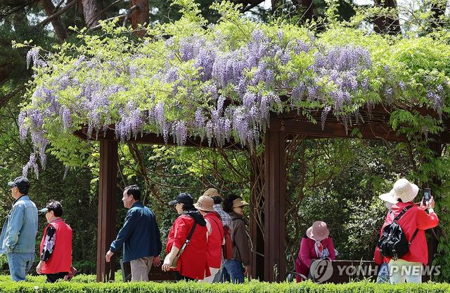 쾌청한 보랏빛 봄…강릉 초당동 공원