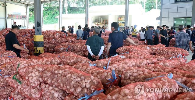 마늘 재배면적 3년 만에 증가