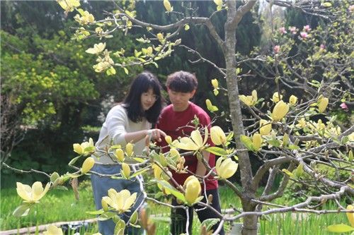 노란 꽃이 피는 목련 맥신 메릴 감상하는 천리포수목원 탐방객