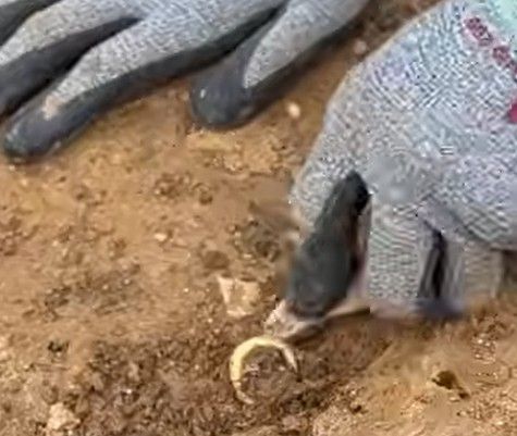 석촌동 고분군 5호 무덤에서 금귀걸이를 발굴하는 모습 