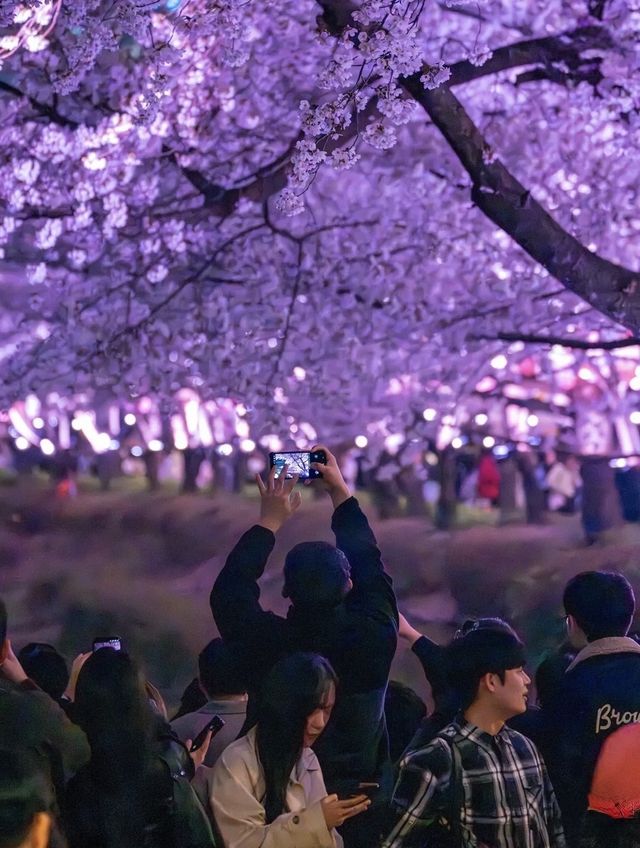 석촌호수 핑크 경관조명
