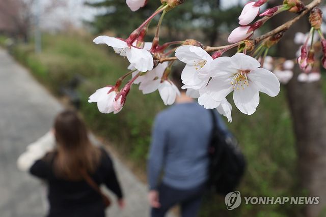 벚꽃 핀 여의도 윤중로