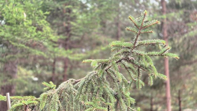 풍산가문비(앞쪽)