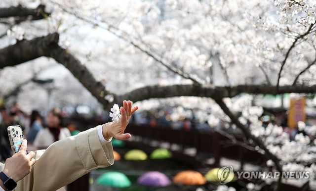 2026년 진해 군항제 벚꽃