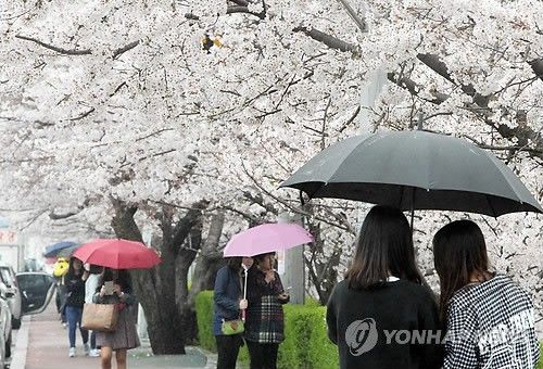 청주 빗길 무심천