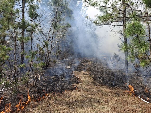 전남 영암서 산불 