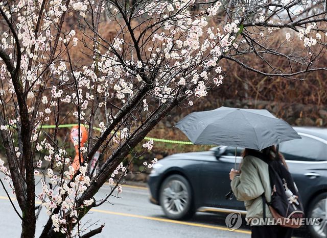 촉촉이 내리는 봄비