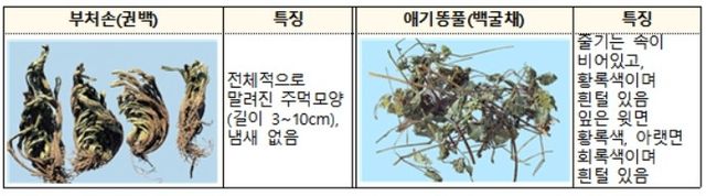 부처손과 애기똥풀
