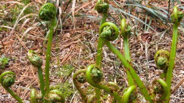 잎이 둥글게 말려 있는 고비 