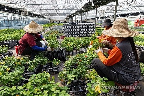 중동 전쟁에 시름 깊어지는 화훼농가