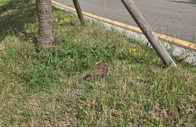 이소 중인 소쩍새