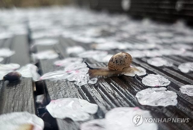 꽃길만 기어요