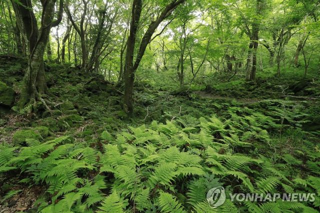 생명의 보고 제주 곶자왈