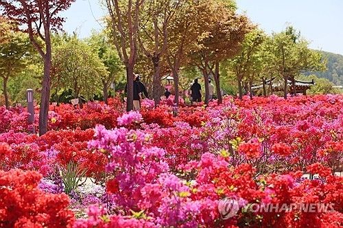 꽃잔디·철쭉 만개한 임실 붕어섬 북적
