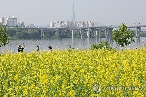 구리 한강 변 유채꽃 물결