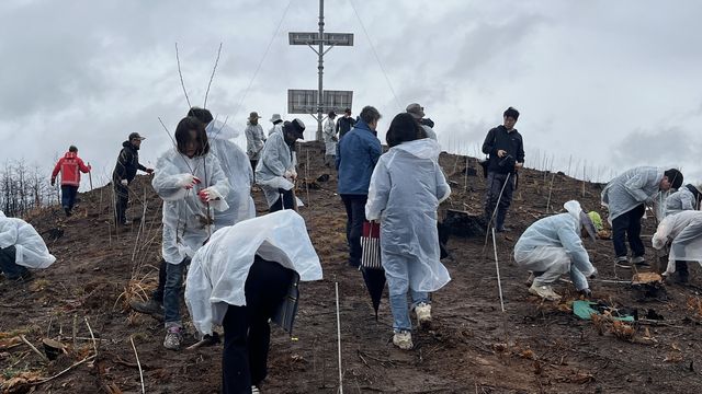 산불 피해지서 나무 심는 사람들