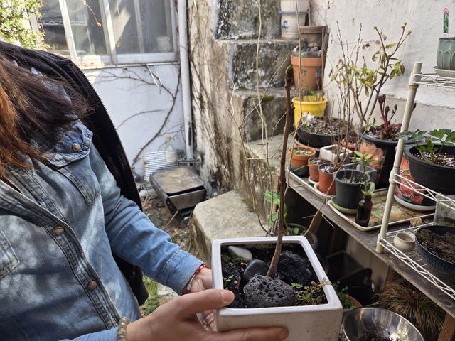 백수혜씨가 구조한 은행나무