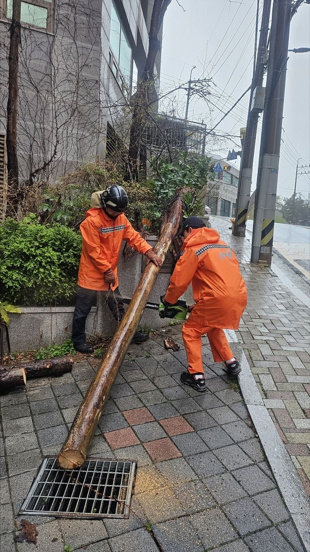 강풍에 쓰러진 나무