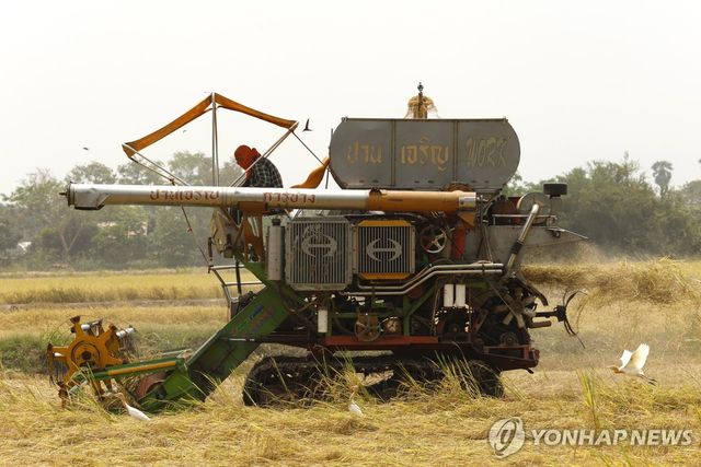 태국 쌀 수확