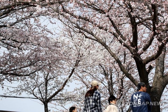 화창한 봄 날씨 속 만개한 벚꽃