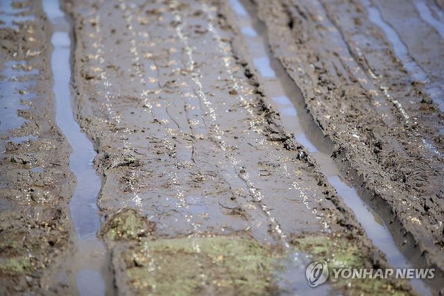 논에 파종된 볍씨