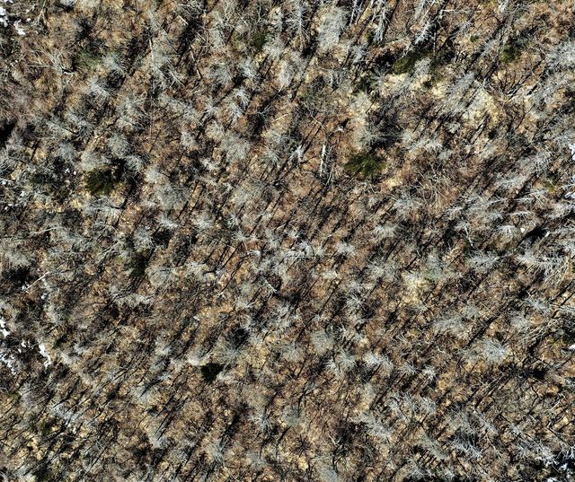 지리산 하봉 남사면에 구상나무가 고사한 모습. [녹색연합 제공. 재판매 및 DB 금지]