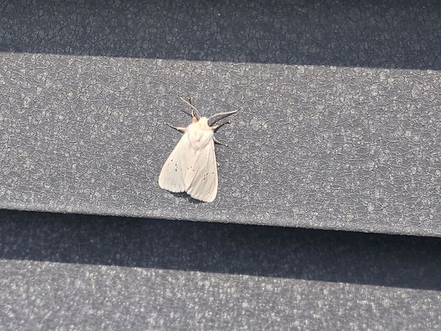 미국흰불나방 성충 