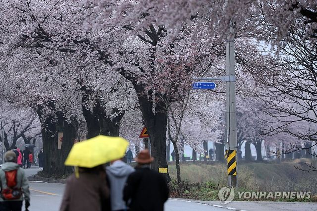 강원 양양군 양양읍 송암리 일원을 시민과 관광객들이 우산을 쓰고 걷고 있다. [연합뉴스 자료사진]