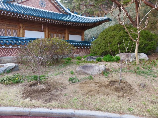 이재명 대통령이 심은 나무 묘목