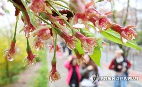 꽃잎 떨어진 벚꽃에 맺힌 빗방울