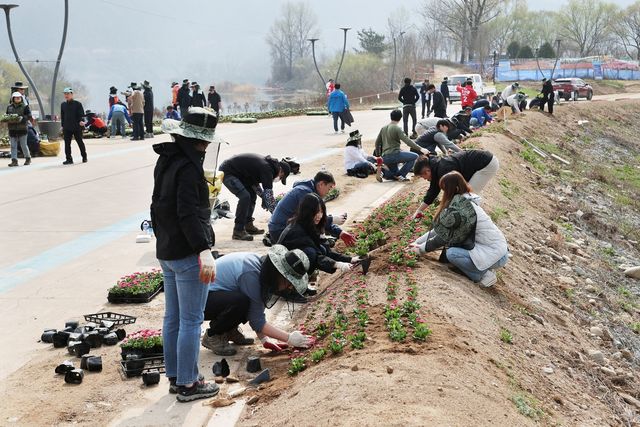가평군, 자라섬 중도 내에 봄꽃 심어