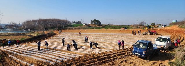 신품종 고구마 '호풍미' 첫 정식