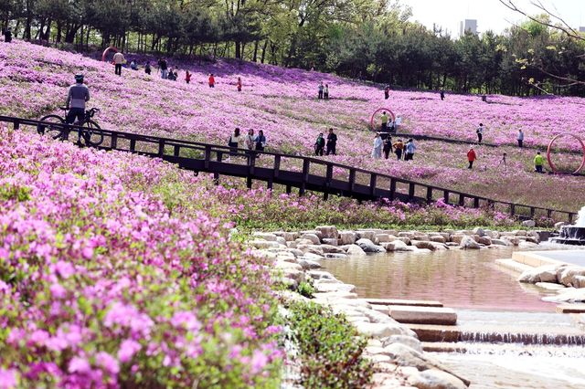  철쭉이 만개한 불암산 철쭉동산의 모습