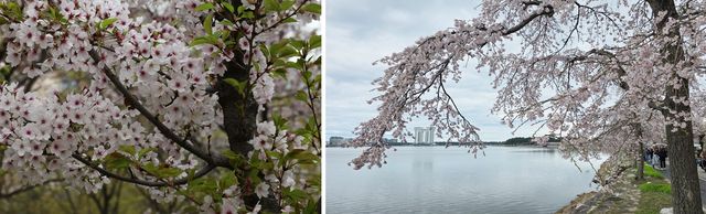 일본 원산 소메이요시노벚나무와 처진올벚나무 
