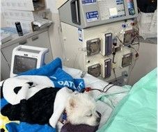 투석 중인 반려견