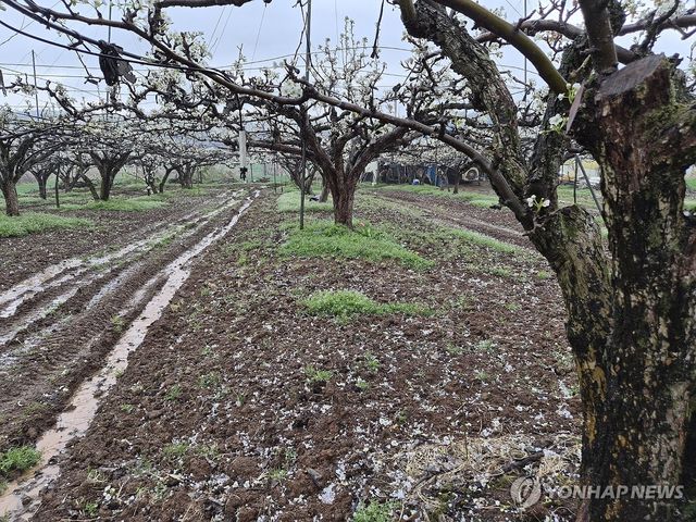 개화 시작한 나주 배 주산지에 '우박'