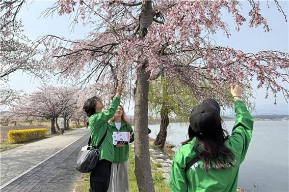 경포호 벚나무 조사
