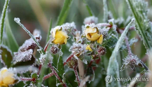 서리 내린 들판