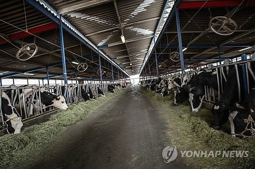 일본 후쿠시마의 소 농장