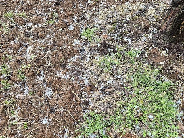 개화 시작한 나주 배 주산지에 '우박'