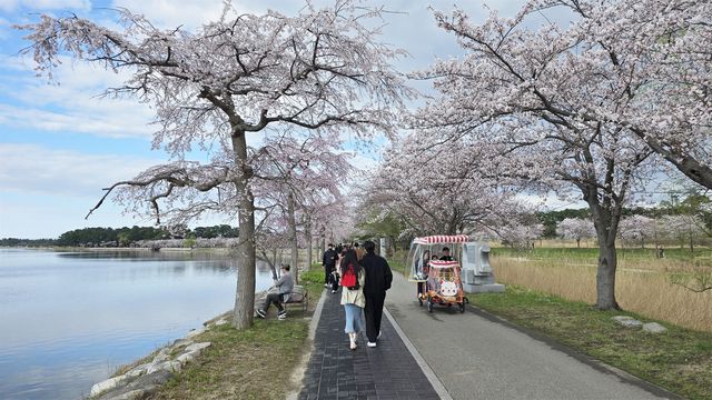일본 원산 처진올벚나무(왼쪽) 소메이요시노벚나무가 줄지어 서 있는 경포호 모습