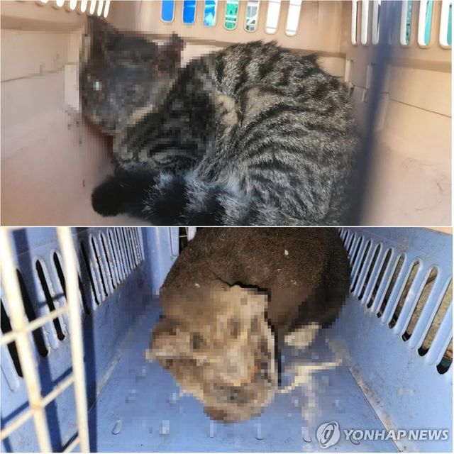 안면부 화상 입은채 구조된 고양이들