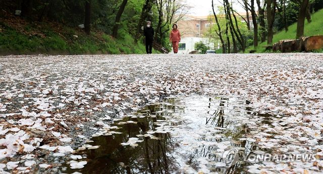 촉촉이 떨어진 벚꽃