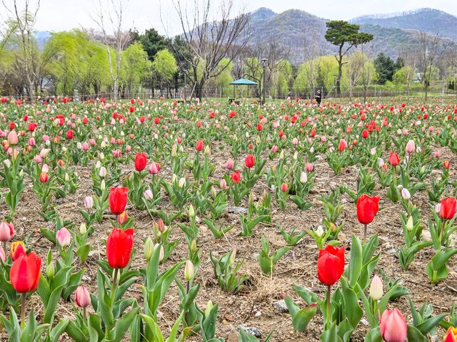 천안삼거리공원에 핀 튤립