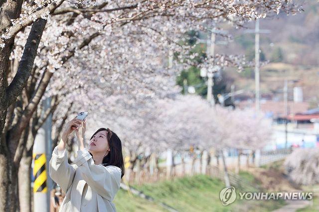 "벚꽃 아래서 찰칵"