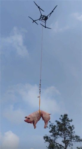 '드론으로 돼지 운반'